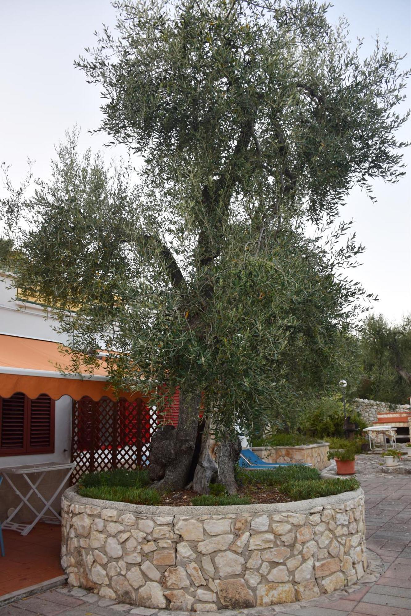 Terra Di Ulivo Villa Vieste Exteriör bild